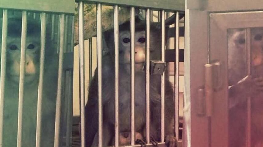 Indagine sui macachi dell'Università di Ferrara, gli animalisti: «Sequestrateli»<br type="_moz" />