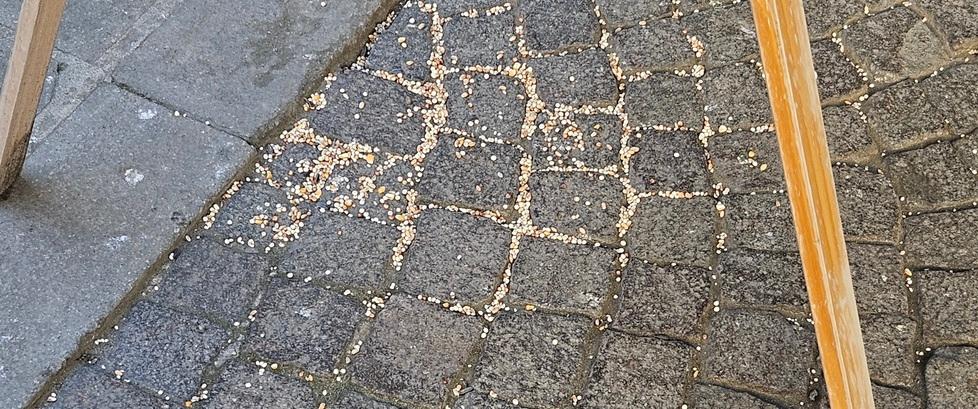 Ferrara, la “coppia dei piccioni” ancora in azione<br type="_moz" />
