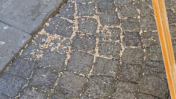 Ferrara, la “coppia dei piccioni” ancora in azione<br type="_moz" />