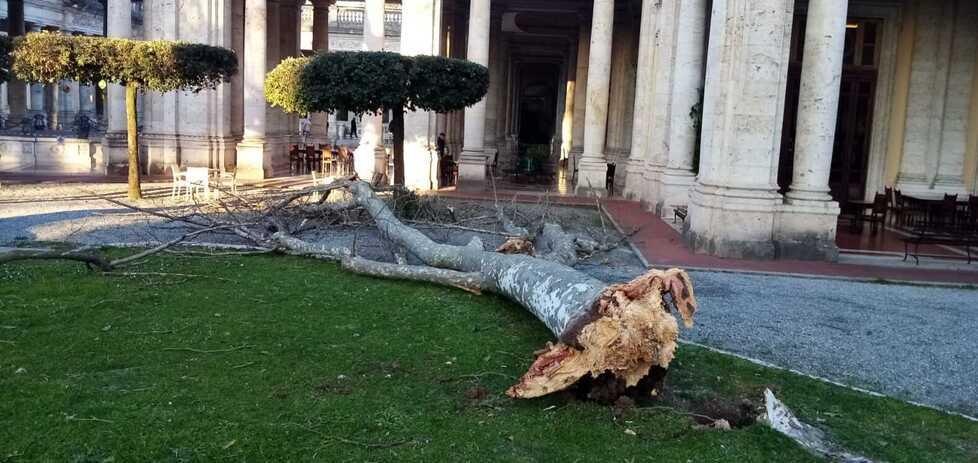 
	L'albero crollato

