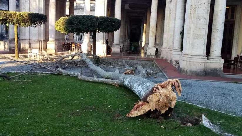 L'albero crollato