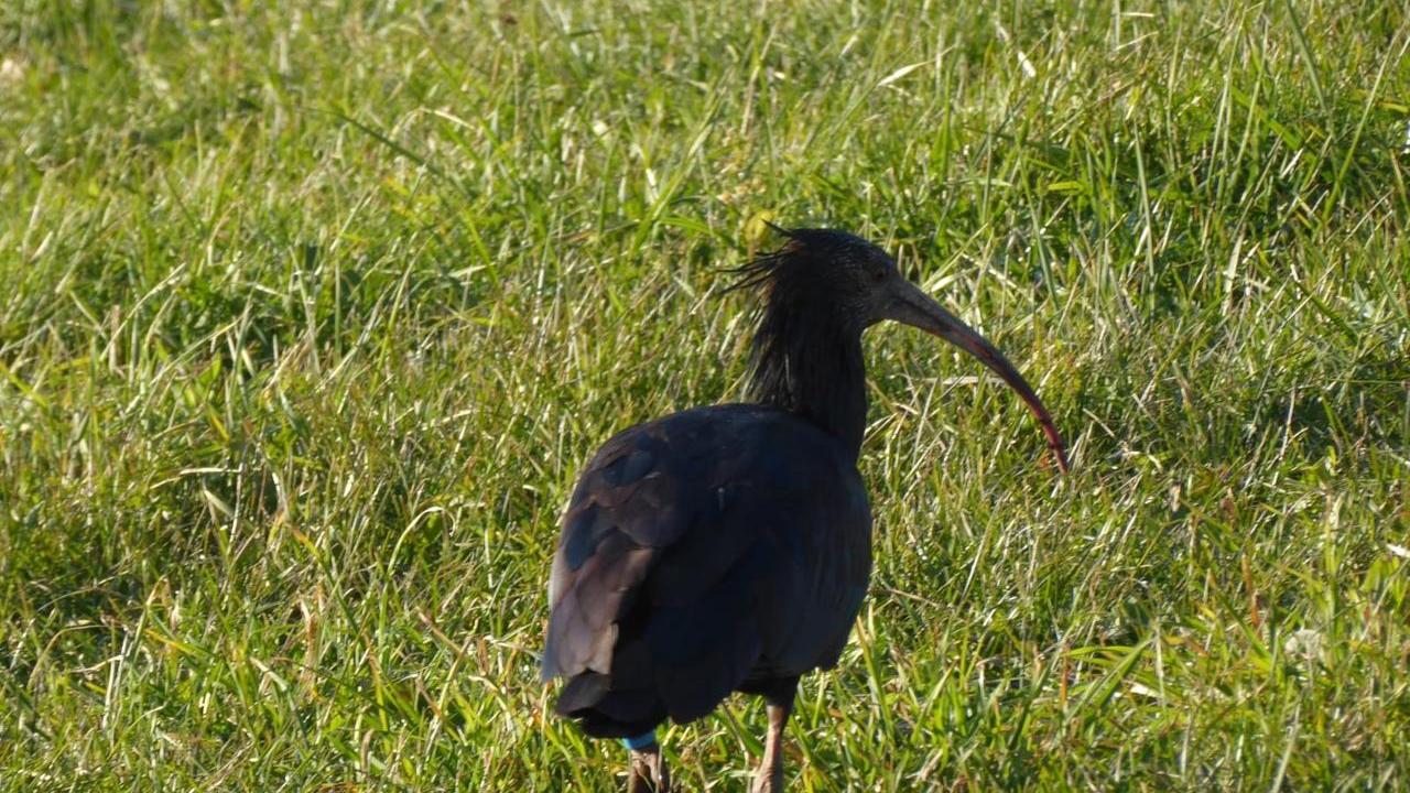 L’ibis eremita è arrivato a Copparo: specie protetta che va studiata