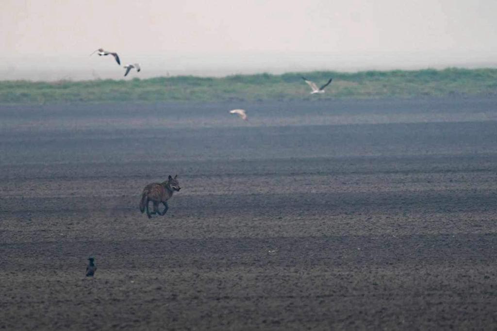 Lupi avvistati a Mezzogoro: “Mi hanno attraversato la strada”