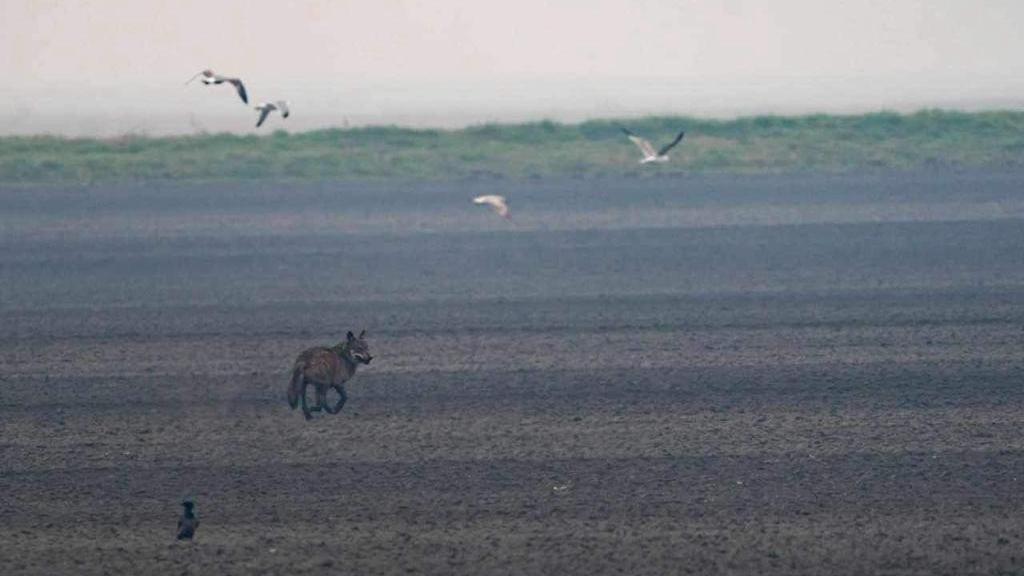 Lupi avvistati a Mezzogoro: “Mi hanno attraversato la strada”