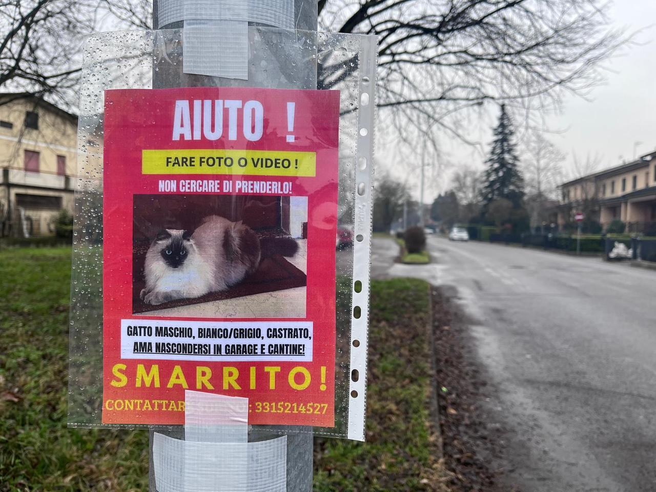 Il gatto Ice è sparito dal giardino di casa: per trovarlo al lavoro un pet detective