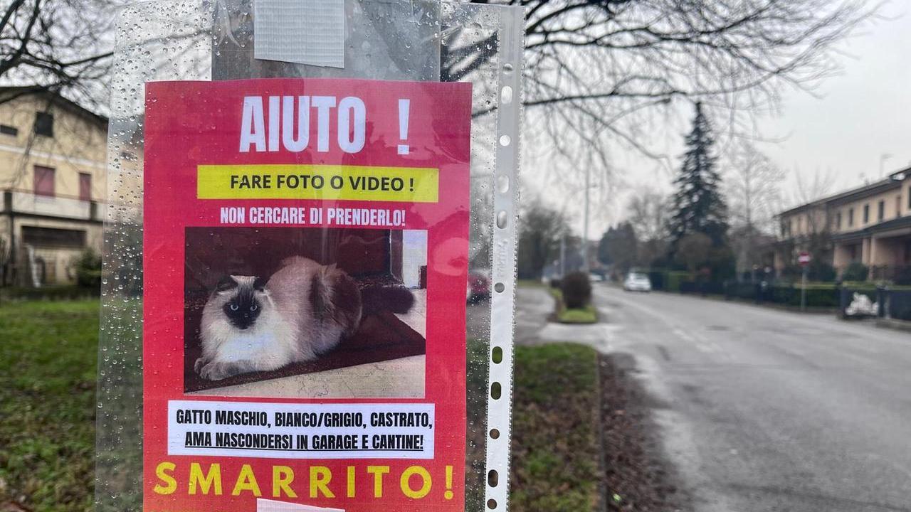 Il gatto Ice è sparito dal giardino di casa: per trovarlo al lavoro un pet detective