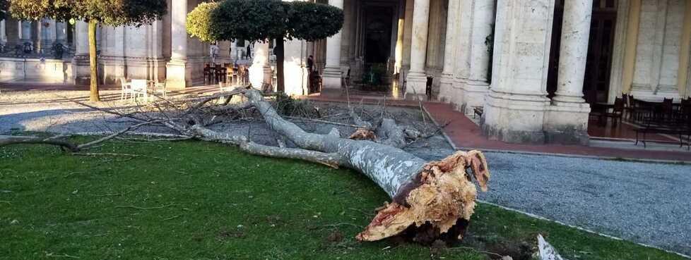 Montecatini, il Tettuccio riapre ma senza parco dopo il crollo del platano al loggiato