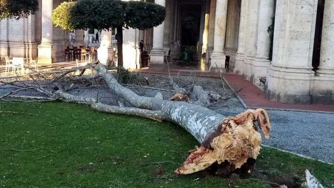 Montecatini, il Tettuccio riapre ma senza parco dopo il crollo del platano al loggiato