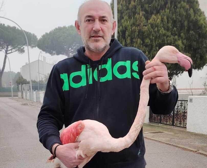 Volano, recuperato il fenicottero ferito: arriva dalla Camargue