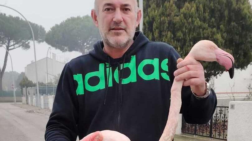 Volano, recuperato il fenicottero ferito: arriva dalla Camargue