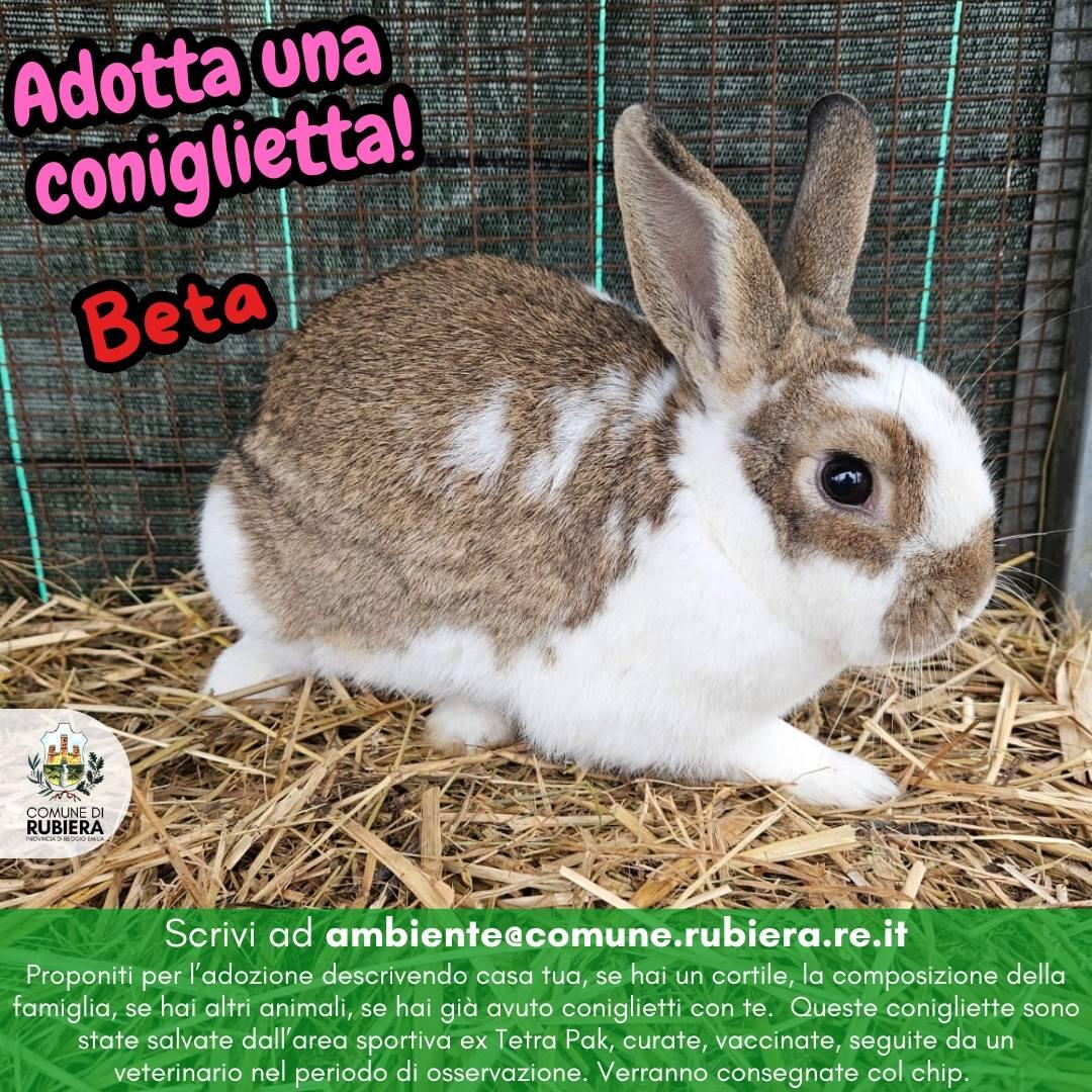 I conigli salvati all’ex Tetra Pak ora sono pronti per l’adozione