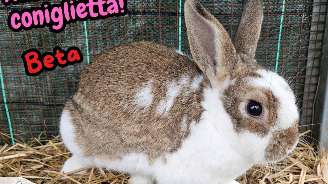 I conigli salvati all’ex Tetra Pak ora sono pronti per l’adozione