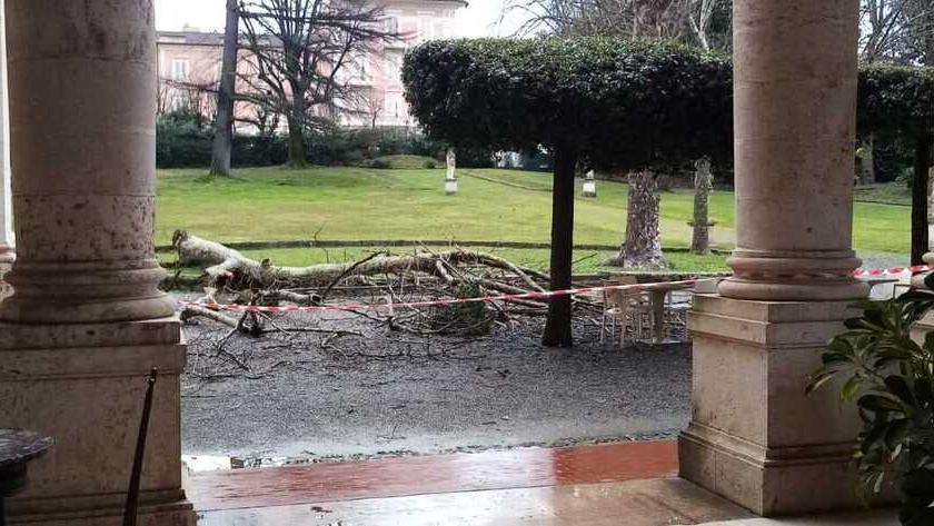 Il platano al Tettuccio circondato da fettuccine