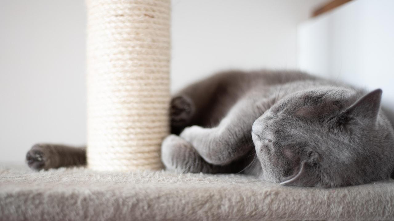 Ecco perchè i gatti si fanno le unghie sui divani di casa