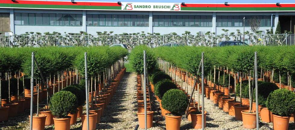 Bruschi Vivai, la “Giorgio Tesi” condannata a pagare più di un milione