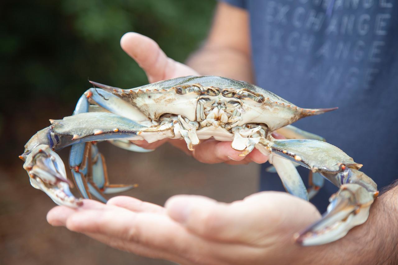 Granchio blu, ecco il piano del governo: è emergenza anche nell’isola