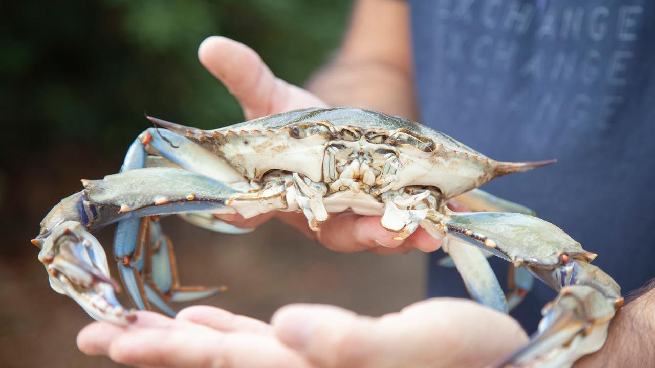Granchio blu, ecco il piano del governo: è emergenza anche nell’isola