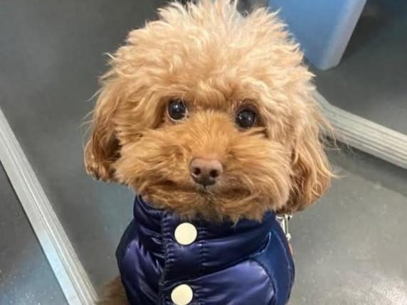 Tutti alla ricerca di Burro, il barboncino rapito a Venezia