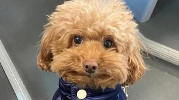 Tutti alla ricerca di Burro, il barboncino rapito a Venezia