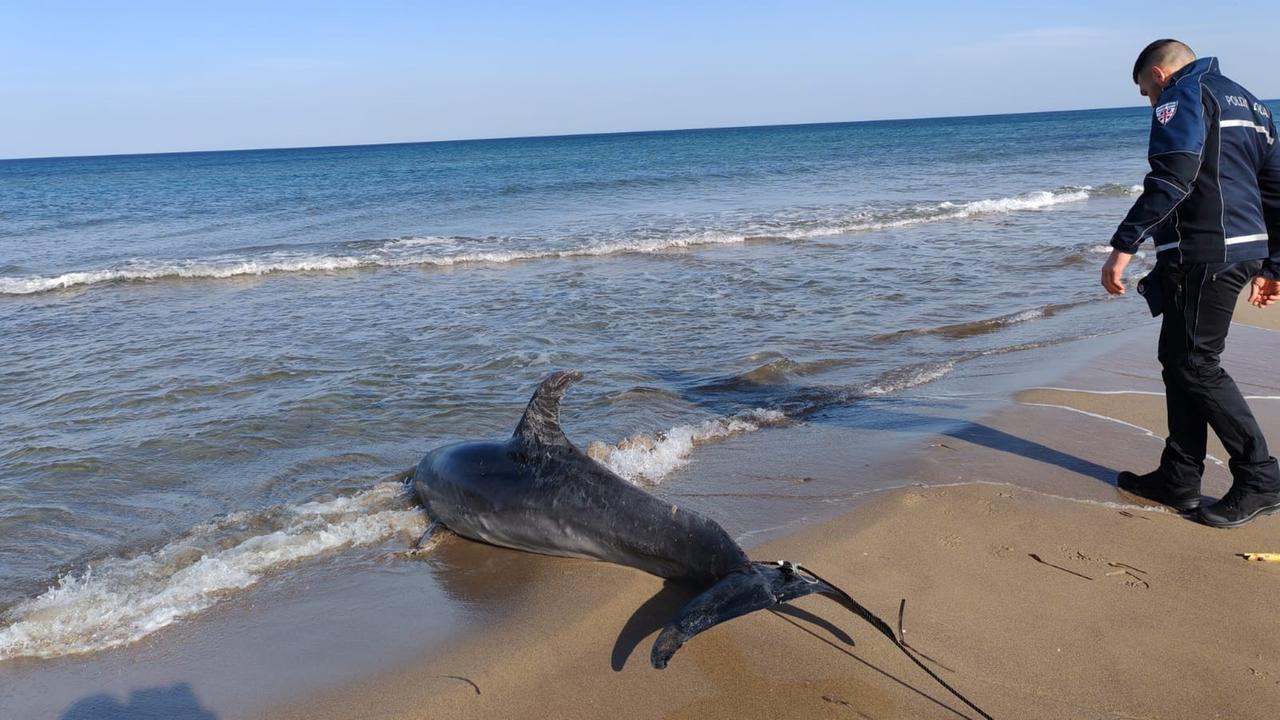 Delfino spiaggiato ritrovato nella Marina di Sorso