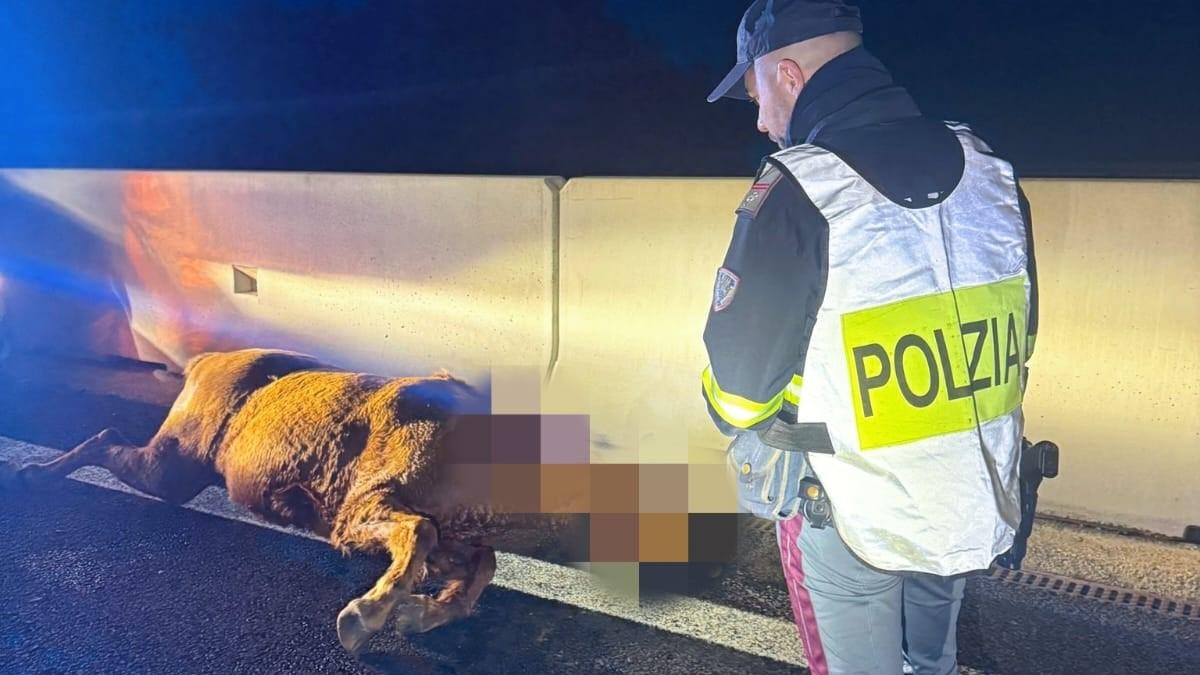 Investe un cavallo sulla Sassari-Olbia: ecco che cosa è successo