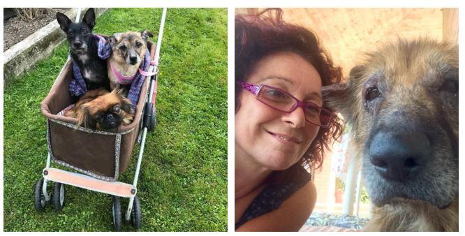 «Ospito nella mia casa cani e gatti disabili e fragili, aiutatemi a prendermi cura di loro»