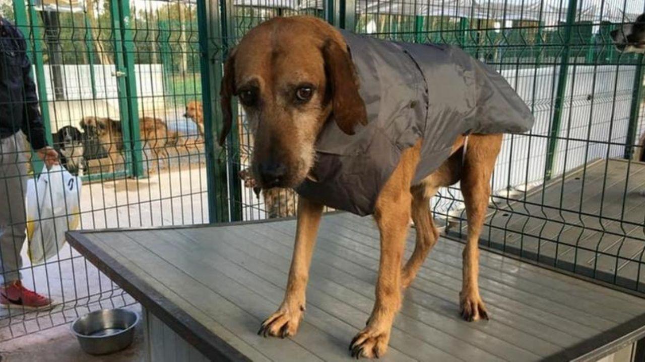 
	Le&nbsp;storie&nbsp;dei cani in canile in Toscana

