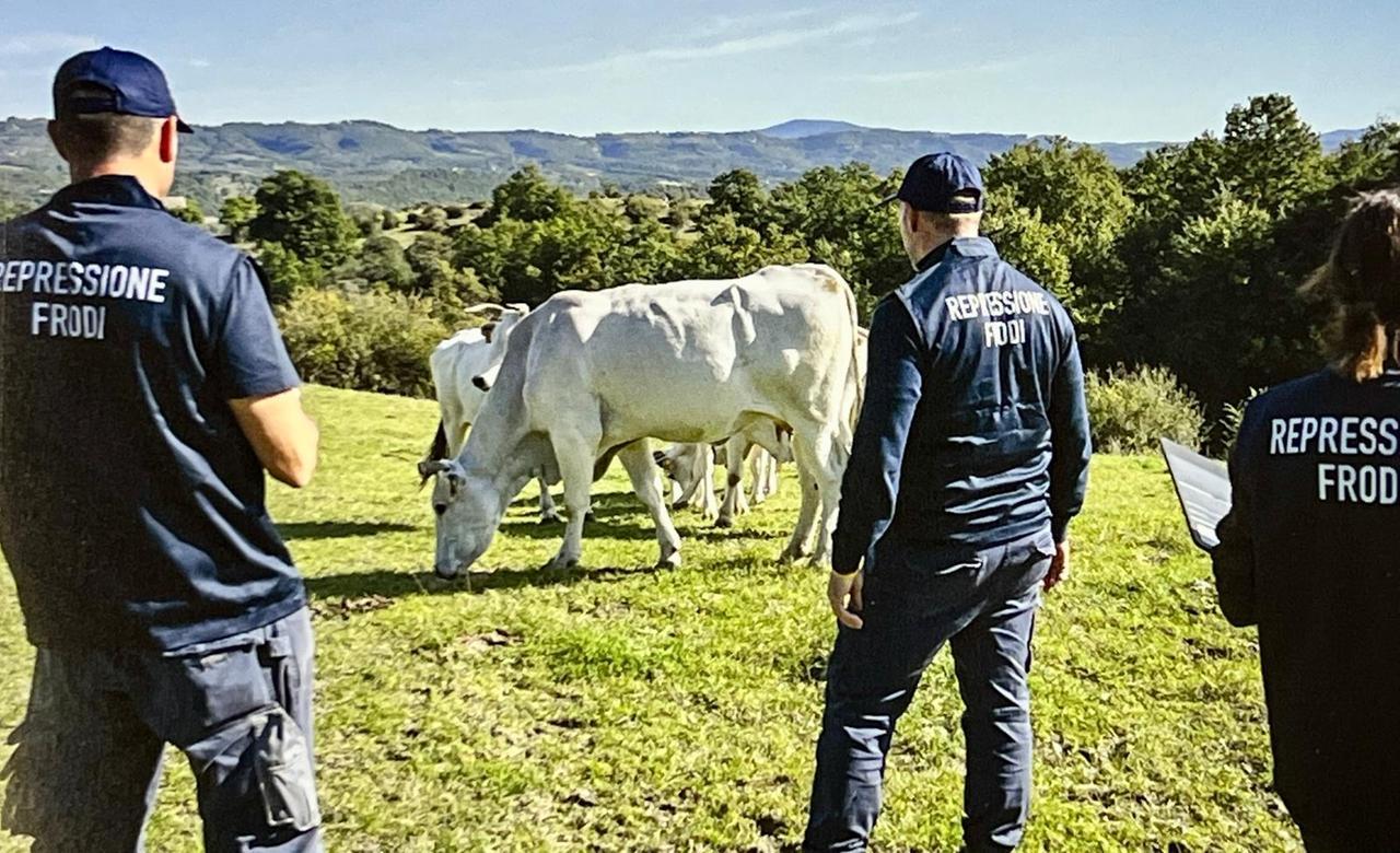 Bestiame senza tracciabilità: chiuse quattro aziende, multe per 100mila euro