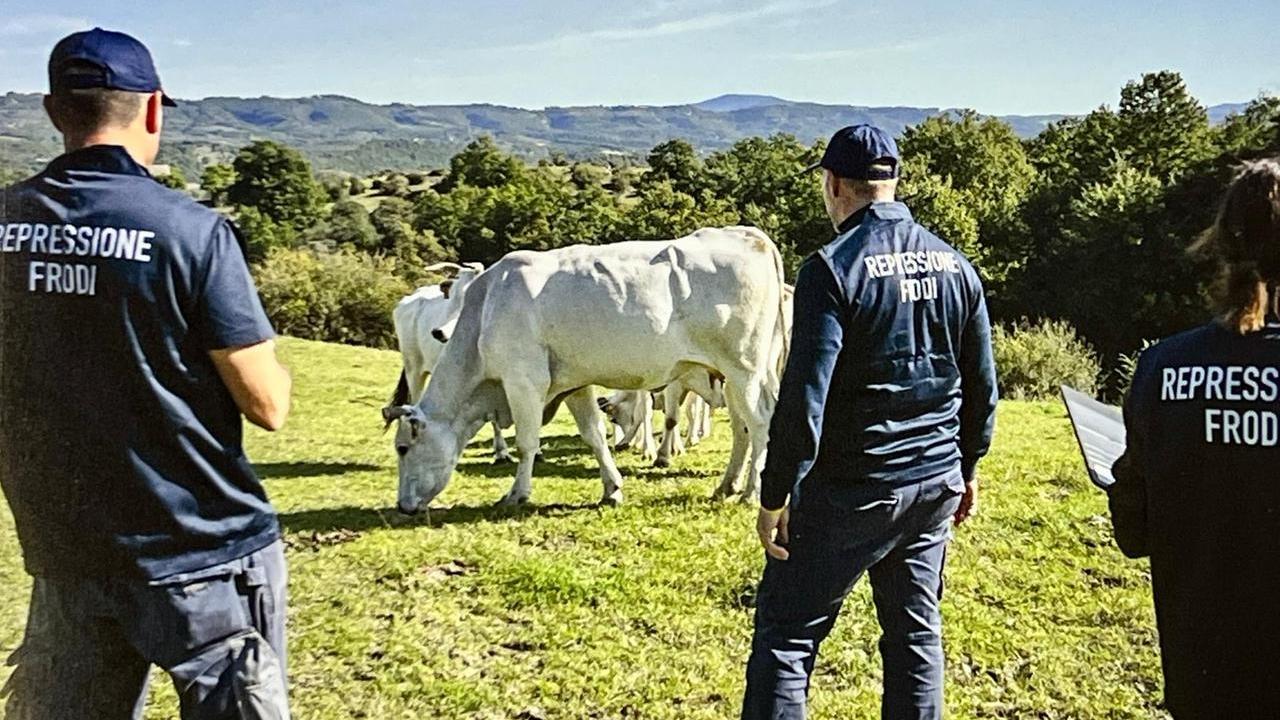 Bestiame senza tracciabilità: chiuse quattro aziende, multe per 100mila euro