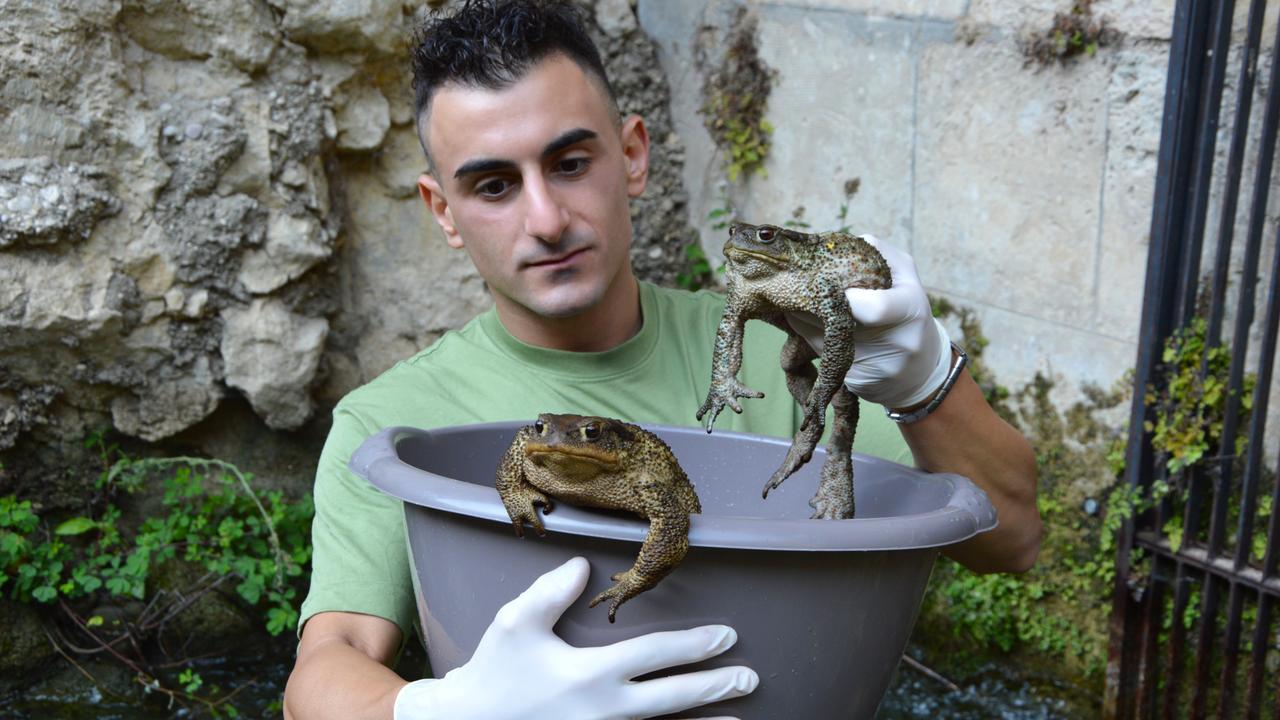 Sebastian, l’ambientalista che si prende cura dei rospi: «Possiamo fare tanto»