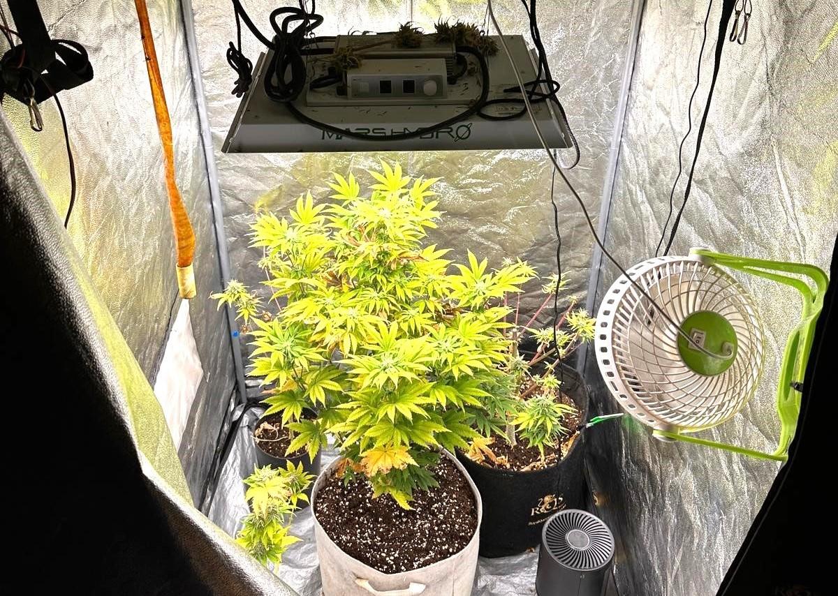 
	La serra di marijuana scoperta dai carabinieri a Busachi

