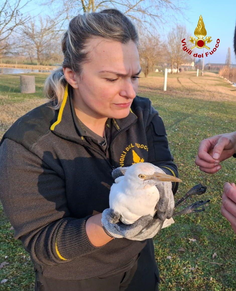 Airone guardabuoi rimane impigliato, i vigili del fuoco lo salvano