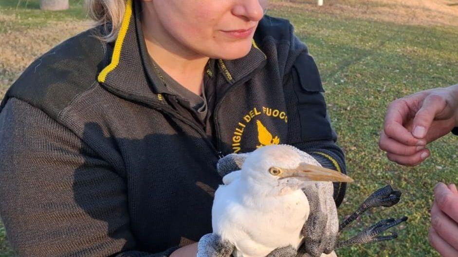Airone guardabuoi rimane impigliato, i vigili del fuoco lo salvano