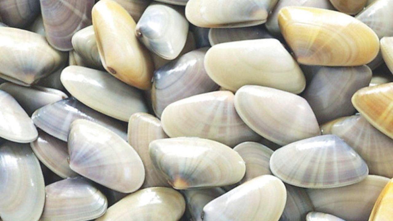 Stretta dell'Asl sulle arselle per una contaminazione da Escherichia coli (foto d'archivio)