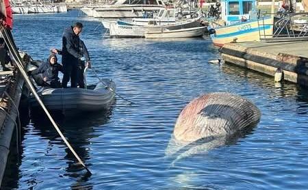 Il cetaceo spiaggiato a Coluccia forse morto di malattia
