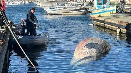 Il cetaceo spiaggiato a Coluccia forse morto di malattia
