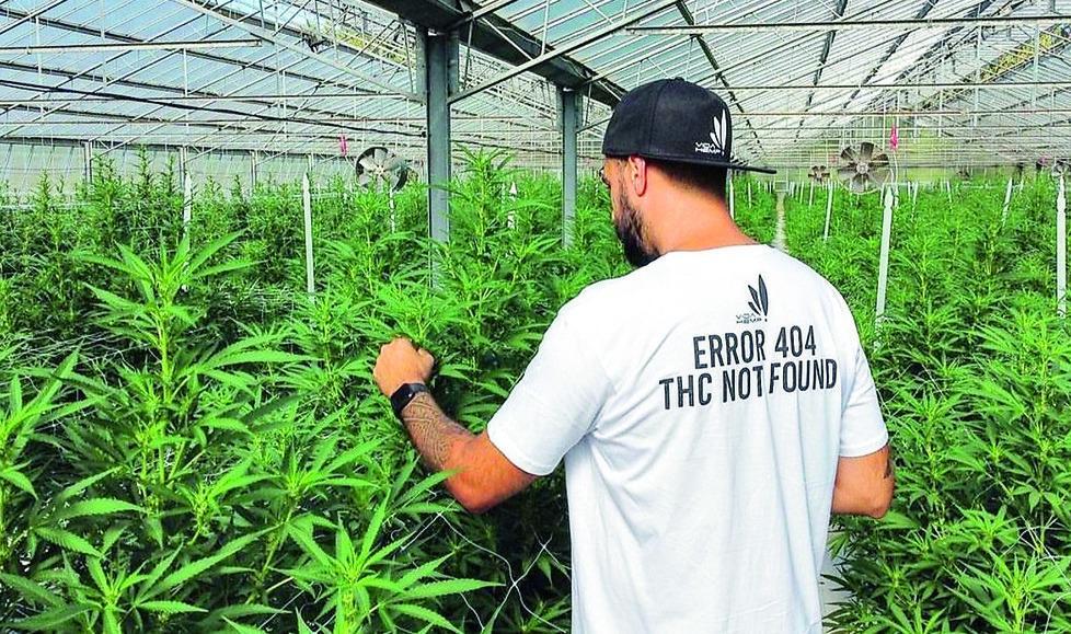 Lavoravano con la cannabis a Predda Niedda, il pm: «Caso da archiviare»