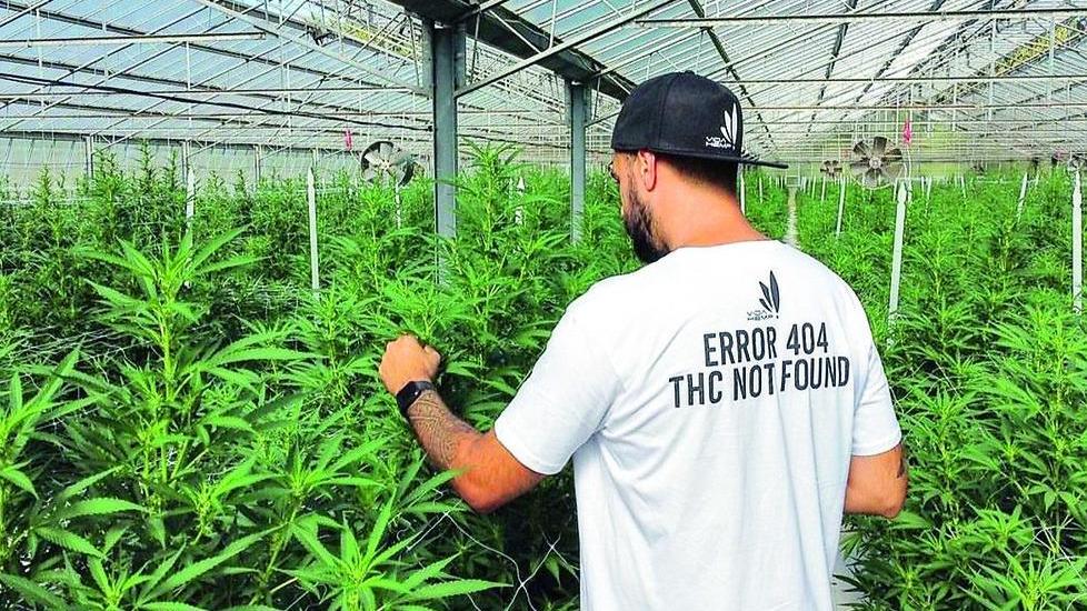 Lavoravano con la cannabis a Predda Niedda, il pm: «Caso da archiviare»