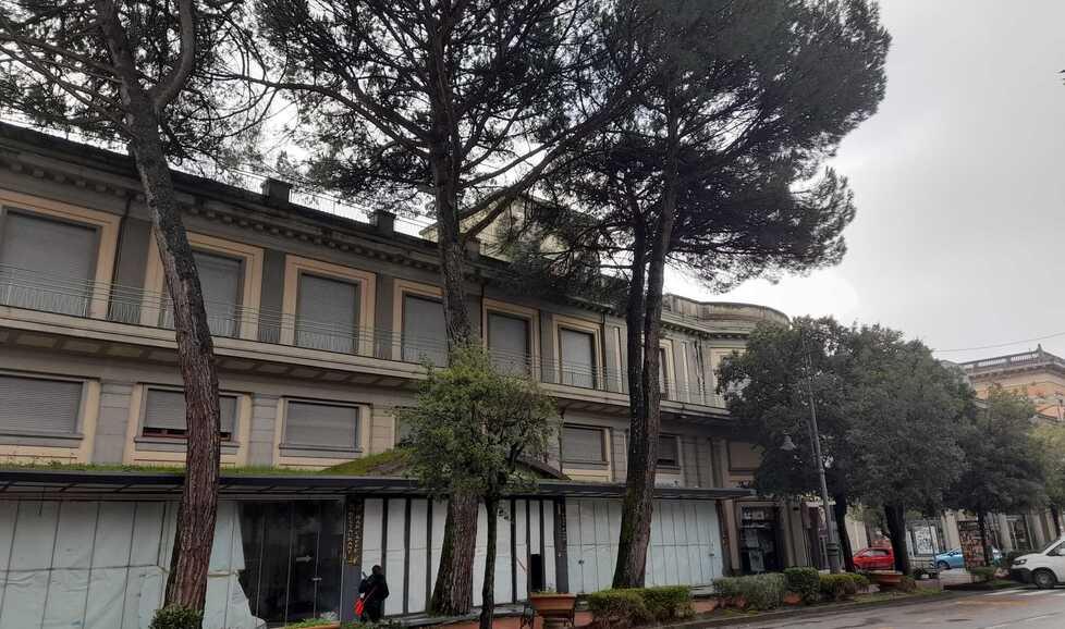 
	I tre pini che dovranno essere abbattuti lungo viale Verdi

