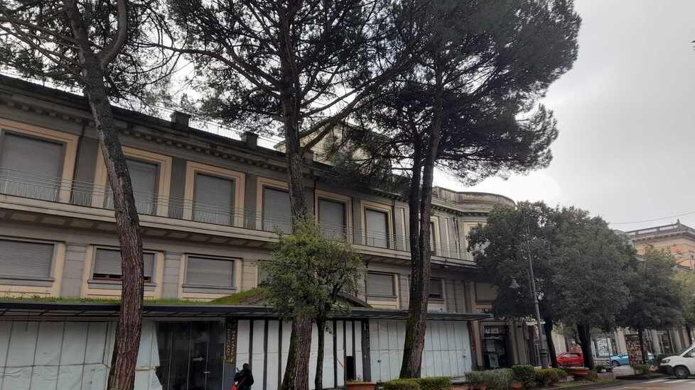 I tre pini che dovranno essere abbattuti lungo viale Verdi