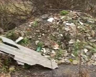 
	I rifiuti crescono tra gli alberi

