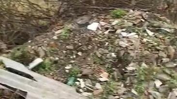 I rifiuti crescono tra gli alberi