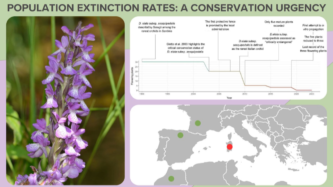 L’orchidea più rara d’Italia cresceva soltanto in Sardegna: ecco perché si è estinta