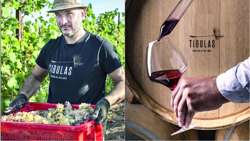 Tibulas, il vino fatto a mano: senza macchinari e diserbanti chimici