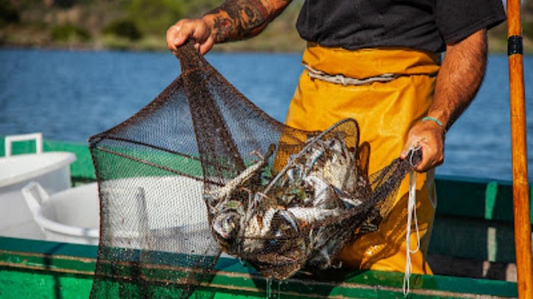 I granchi blu pescati in laguna<br />
