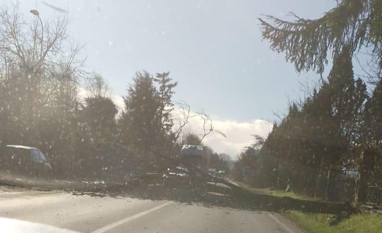 
	Un albero caduto sull'Estense a Montale

