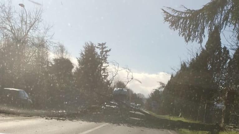 Un albero caduto sull'Estense a Montale
