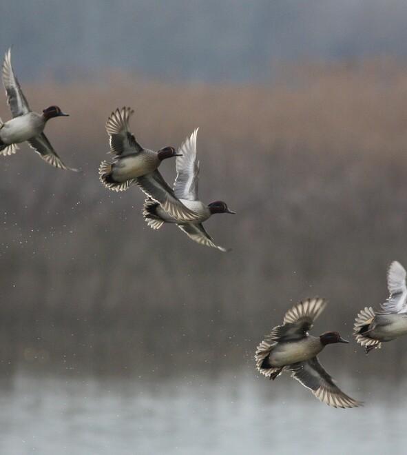 Nel Padule di Fucecchio 14mila uccelli acquatici (6mila nelle riserve naturali). In programma visite guidate