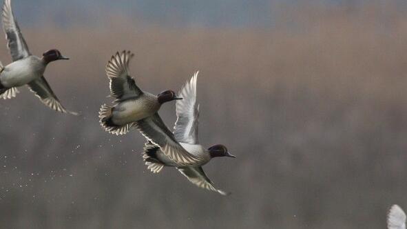 Nel Padule di Fucecchio 14mila uccelli acquatici (6mila nelle riserve naturali). In programma visite guidate