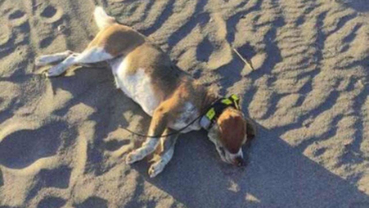 La femmina di beagle trovata morta sulla spiaggia di Marina di Grosseto